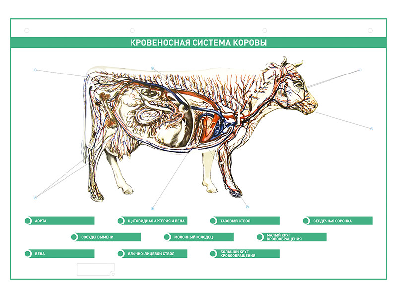 Электрифицированный стенд "Кровеносная система сельскохозяйственных животных" со сменными фолиями - фото 2 - id-p195627987