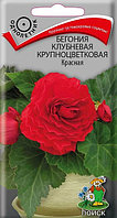 Бегония Красная клубневая крупноцветковая 5шт Одн 35см (Поиск)