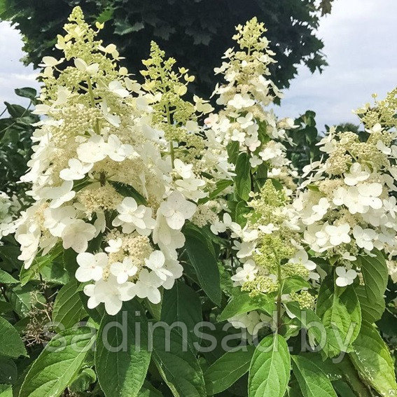 Гортензия метельчатая Вайт Леди (White Lady)