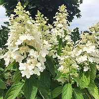 Гортензия метельчатая Вайт Леди (White Lady)