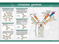 Стенд "Строение антител"