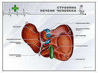 Стенд информационный "Строение печени человека"