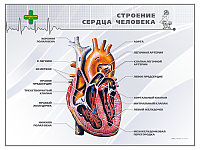 Стенд "Строение сердца человека"