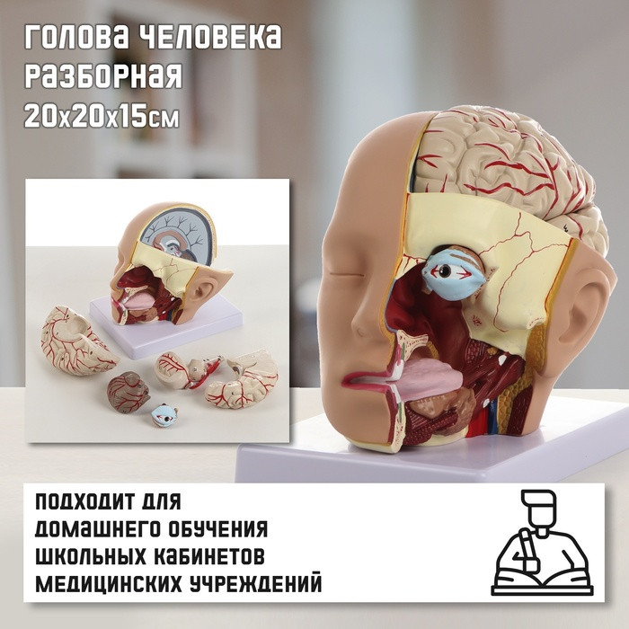 Макет "Голова человека" разборная, 20х20х15см - фото 1 - id-p223796427