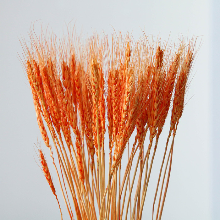 Сухой колос пшеницы, набор 50 шт., цвет оранжевый - фото 2 - id-p223796921