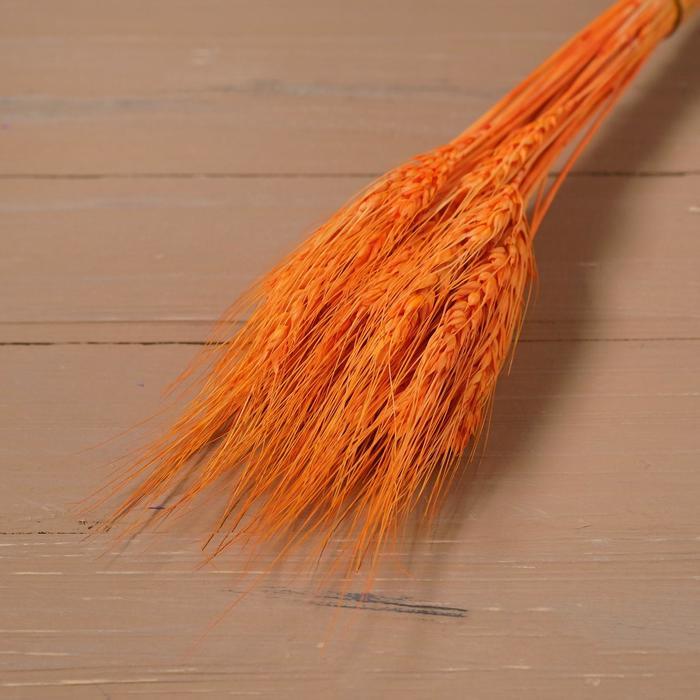 Сухой колос пшеницы, набор 50 шт., цвет оранжевый - фото 5 - id-p223796921
