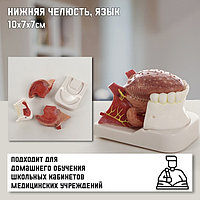 Макет "Нижняя челюсть, язык", 10*7*7см