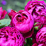 Роза ностальгическая  "Аскот" на штамбе, фото 2