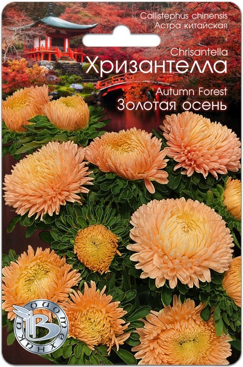 Астра китайская Хризантелла Сердце Дракона (30 шт) - фото 5 - id-p223895615