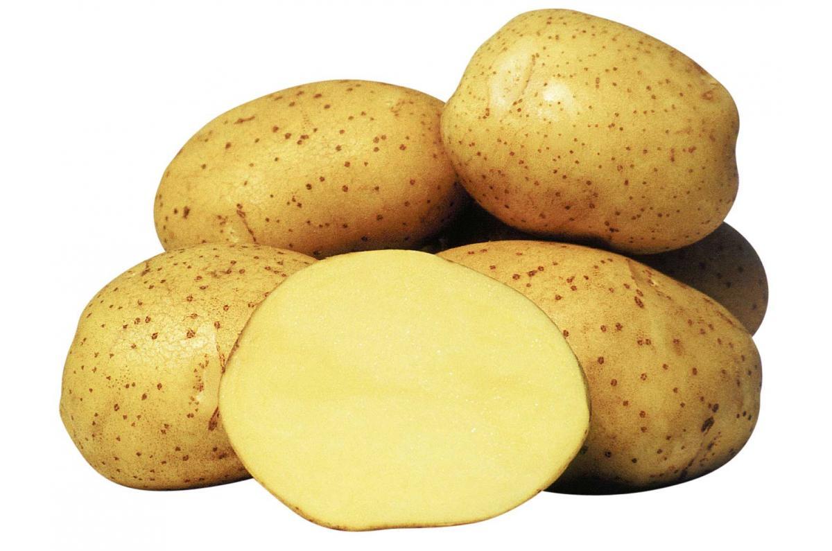 Картофель семенной Ривьера 2репродукция - фото 1 - id-p200482292