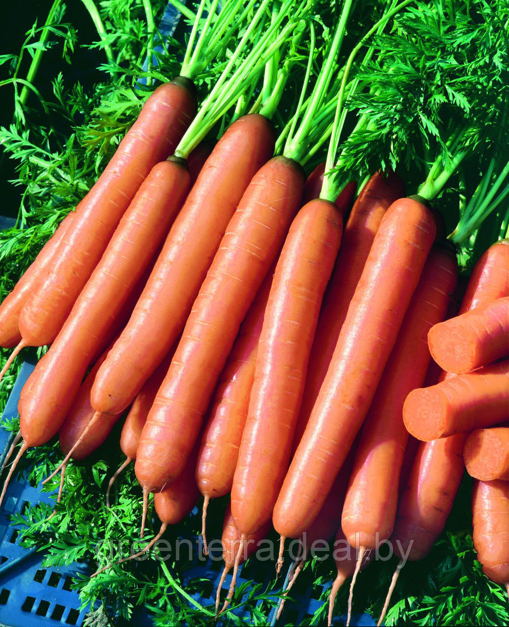 Морковь Йолана F1 0.3гр - фото 4 - id-p224058964