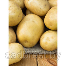 Картофель семенной Скарб (+-5 кг) репродукция Элита