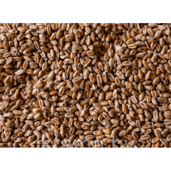 Солод пивоваренный пшеничный светлый 1 кг - фото 1 - id-p104079485