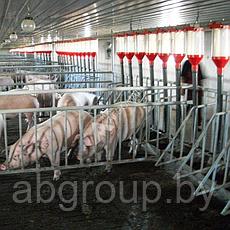 Сектора, клетки для свиней оцинкованные, фото 3