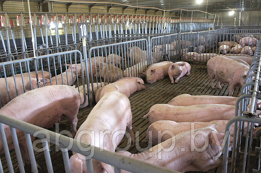 Сектора, клетки для свиней оцинкованные, фото 2