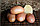 Картофель семенной сорта Вектор, фото 2