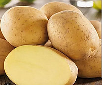 Картофель семенной сорта Импала
