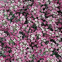 Семена цветов Алиссум Розовая королева
