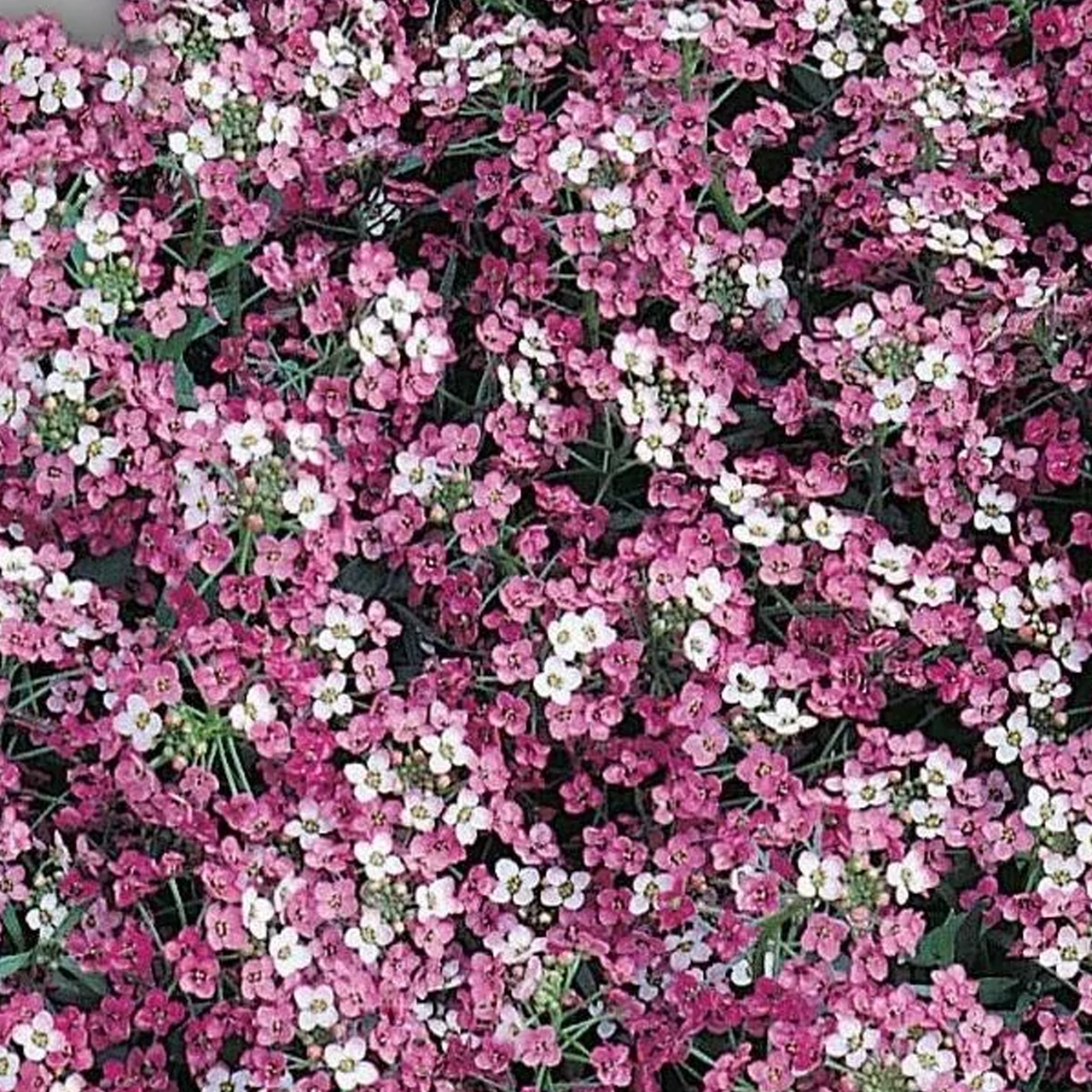 Семена цветов Алиссум Розовая королева - фото 1 - id-p224119357