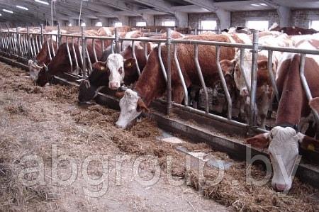 Кормовые решетки для коров, фото 2