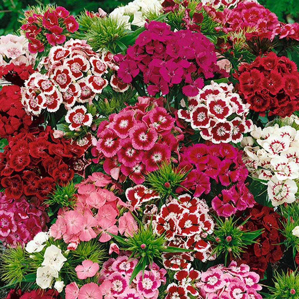 Семена цветов Гвоздика турецкая Смесь окрасок - фото 1 - id-p224119381