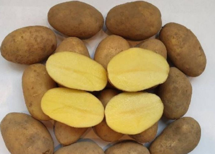 Картофель семенной Королева Анна - купить в Томске, цена 200 руб., продано 4 мар