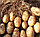 Картофель семенной Лилея, фото 2