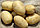 Картофель семенной сорта Аризона, фото 3
