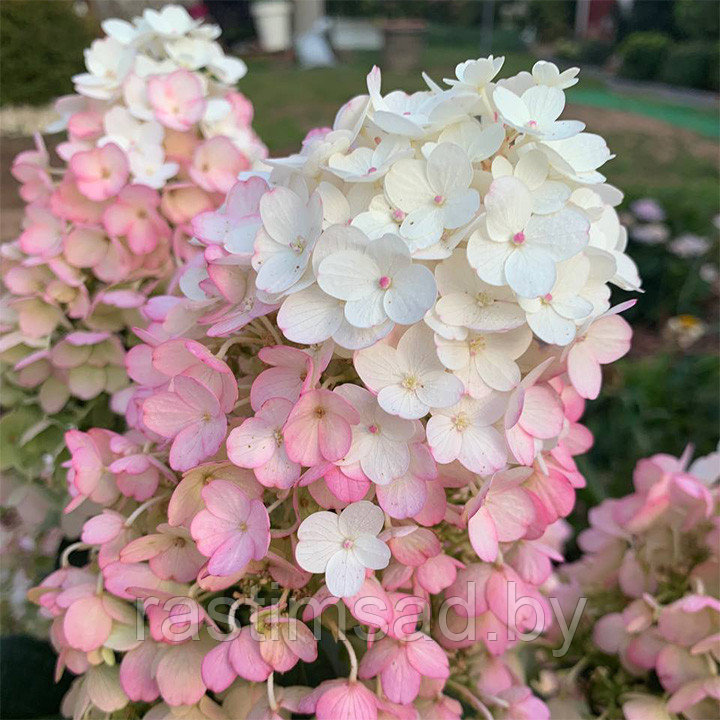 Гортензия метельчатая Little Blossom (Литл Блоссом) - фото 1 - id-p188076367