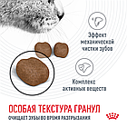 Сухой корм Royal Canin Dental Care для профилактики образования зубного камня у кошек 400гр., фото 5