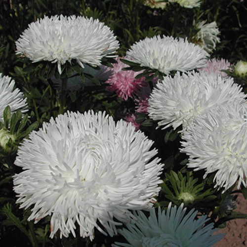 Семена цветов Астра игольчатая белая Изольда - фото 1 - id-p224119361