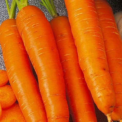 Морковь ст. Голландка РС - фото 1 - id-p224190858