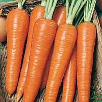 Морковь ст. Красный великан РС1
