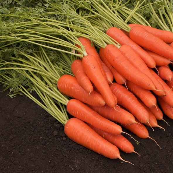 Морковь ст. дражированная Королева осени РС1 - фото 1 - id-p224190864