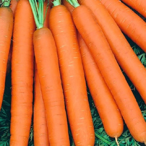 Морковь ст. дражированная Нантская РС1 - фото 1 - id-p224190865