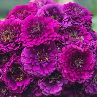 Цинния георгиноцветковая Фиолетовая Королева - фото 2 - id-p224194784