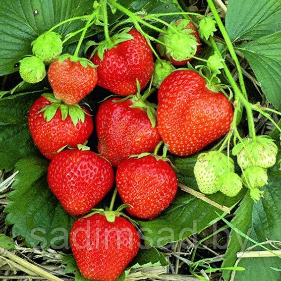 Клубника Магнус (ЗКС): продажа, цена в Минске. Семена, саженцы и ...