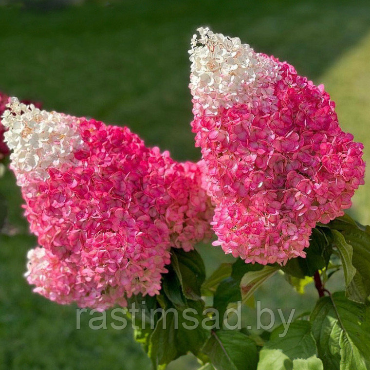 Гортензия метельчатая Strawberry Blossom (Строуберри блоссом)