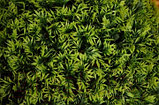 Искусственное растение Green Fly Самшит Крапива / С-15-29, фото 3