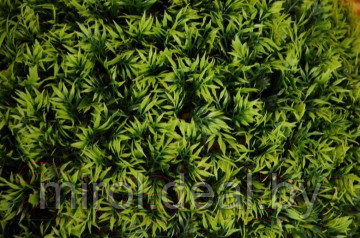 Искусственное растение Green Fly Самшит Крапива / С-15-29 - фото 3 - id-p224261875