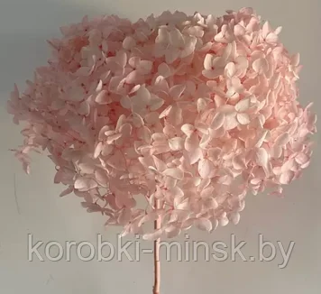 Гортензия стабилизированная длина 60-70 см, диаметр цветка 20 см. Выбеленный розовый