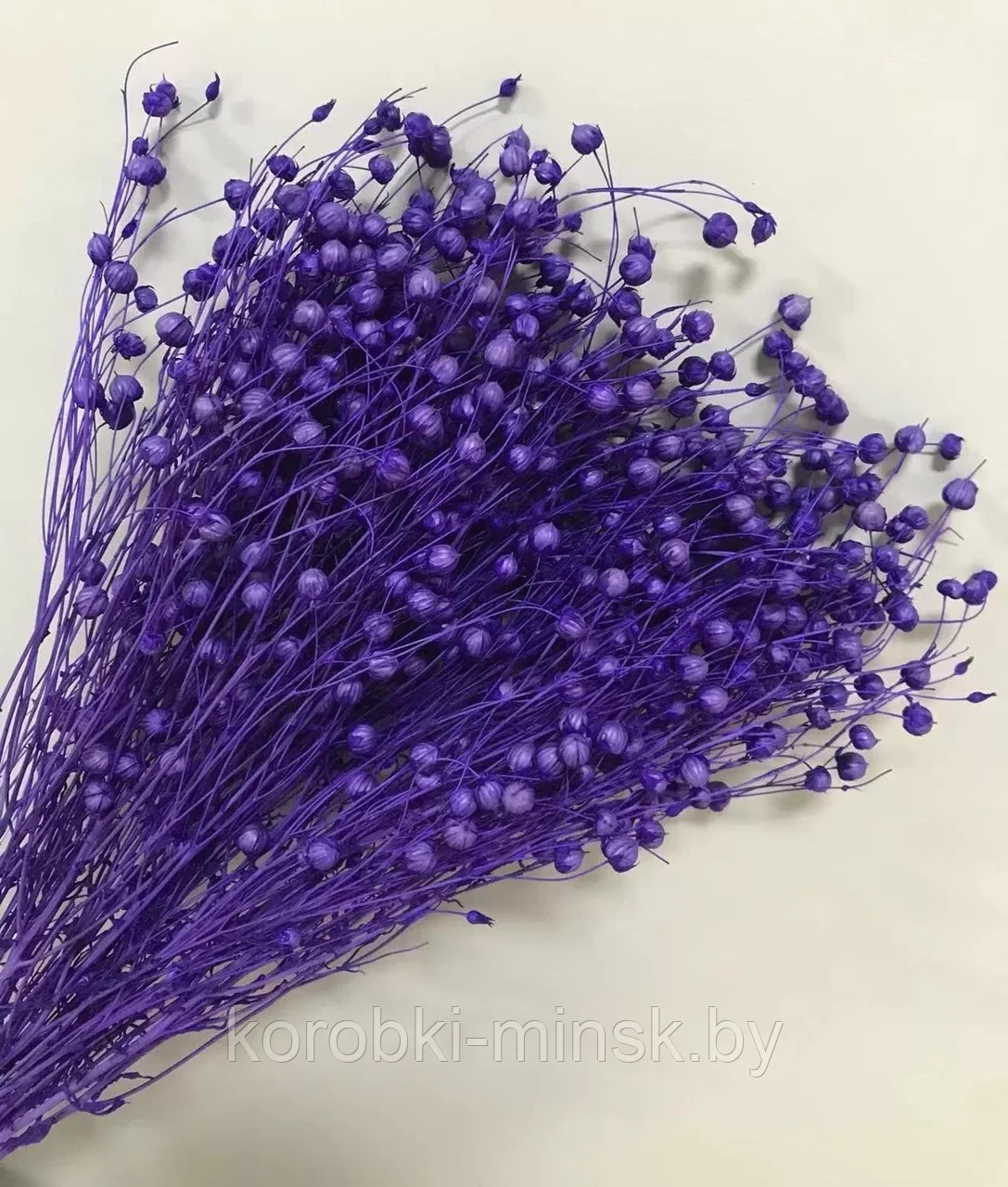 Сухоцвет "Бобы акации" длина 60-70 см, 30-45 веток в уп. Фиолетовый