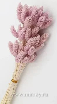 Сухоцвет "Фаларис" длина 60-70 см, 50 шт. Свето-розовый