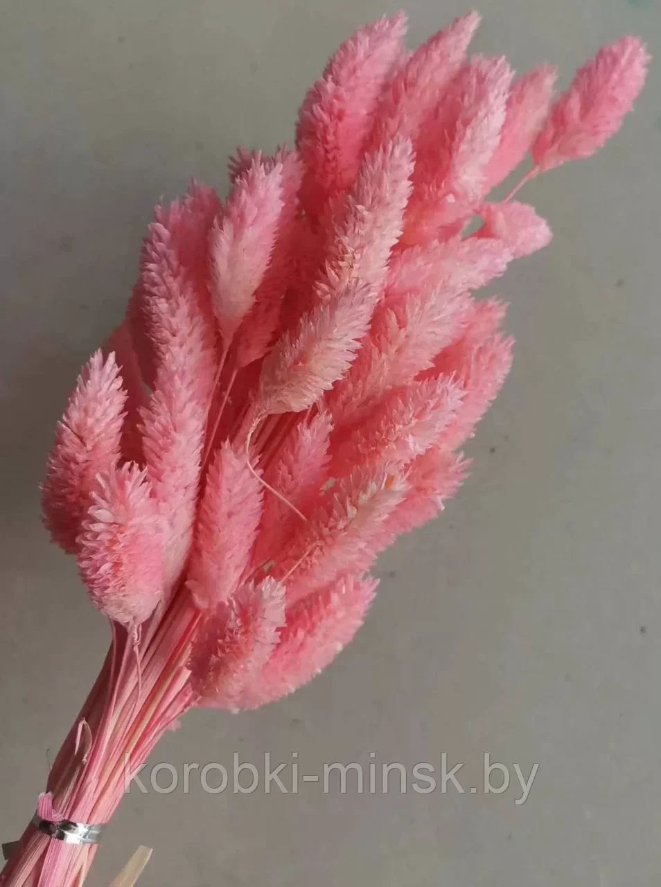 Сухоцвет "Фаларис" длина 60-70 см, 50 шт. Ярко-розовый