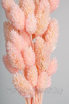 Сухоцвет "Фаларис" длина 60-70 см, 50 шт. Светло-розовый