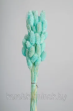 Сухоцвет "Фаларис" длина 60-70 см, 50 шт. Тиффани