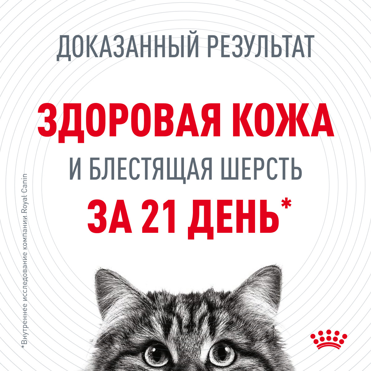 Royal Canin Hair & Skin Care in JELLY влажный корм (в желе) для взрослых кошек, 85г., (Россия) - фото 3 - id-p224263925