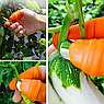 Садовый нож секатор на палец для сада и огорода Ноготок (напальчник, обрезчик) (набор из 6 предметов), фото 3