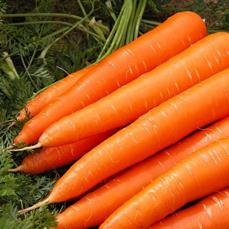 Морковь Вита Лонга - фото 1 - id-p224272915