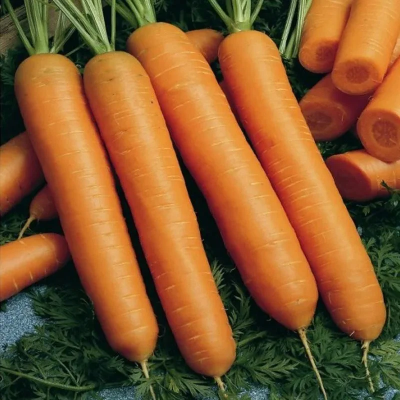 Морковь столовая Балтимор F1 - фото 1 - id-p224272914